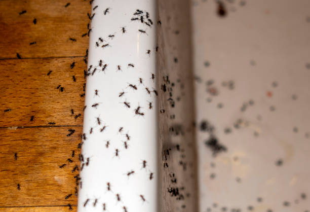 Best Exterminator Services  in Bothell West, WA